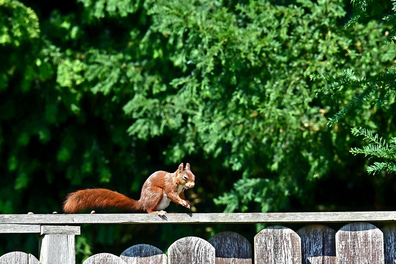 How to Create a DIY Wildlife Refuge in Your Backyard